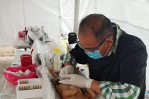 A través de las Caravanas por el Bienestar Animal, la Cepanaf ha visitado los municipios de Toluca, Naucalpan, Chalco, Metepec y Texcoco, llevando a la ciudadanía charlas educativas, adiestramiento canino.