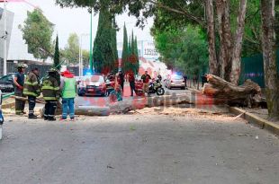 Árbol de 15 metros de altura ubicado en la calle Urawa