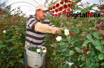 #DíaDeSanValentin: 71 millones de rosas mexiquenses invaden al país este #14DeFebrero