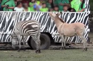 Siete raros animales creados por el hombre