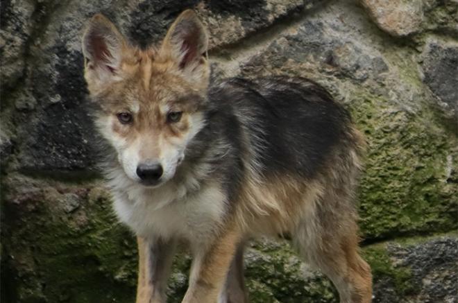 Dan la bienvenida a dos cachorros de lobo gris mexicano