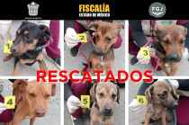 Los seis perros rescatados por la Fiscalía y CEPANAF en Ixtapaluca fueron puestos bajo resguardo tras ser encontrados en condiciones de maltrato y abandono.
