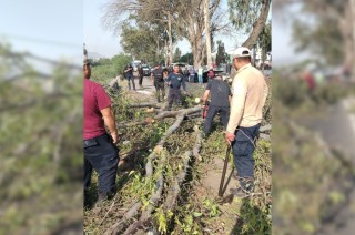 Bomberos y trabajadores de Tránsito realizan labores para remover el árbol caído y reabrir la vialidad.