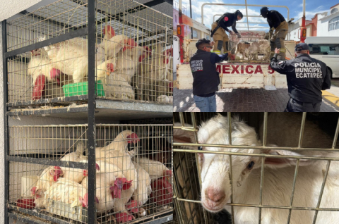 Animales rescatados de una vivienda en Las Américas II, Ecatepec
