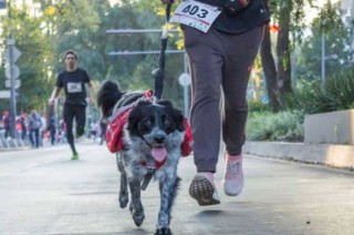 Carrera Pet Friendly 2024