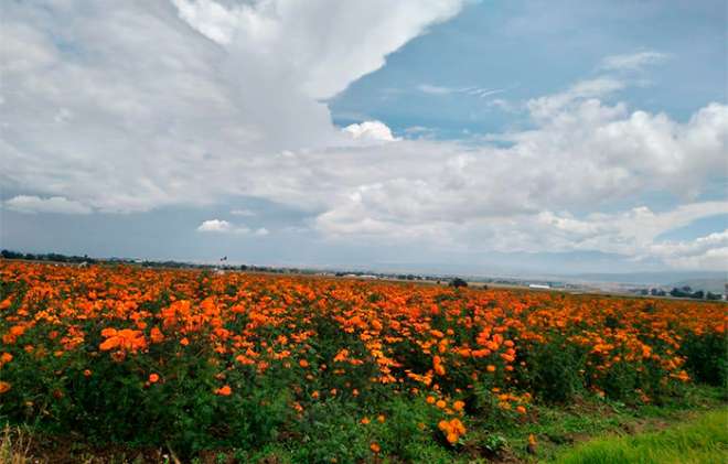 Incluso hubo quienes optaron por cambiar sus cultivos de flor a la siembra de haba y otros