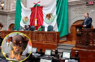 También contempla un registro de infractores, nuevas facultades para autoridades y mecanismos de denuncia ciudadana contra actos de crueldad.