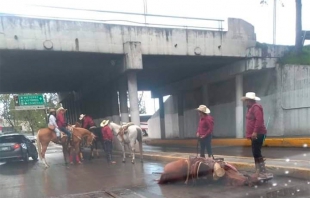 Cae yegua a coladera abierta en Toluca
