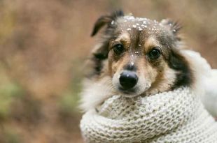 Prepárate para el invierno cuidando a tus mascotas, abrígalas, bríndales refugio acogedor y asegúrate de su bienestar en todo momento.