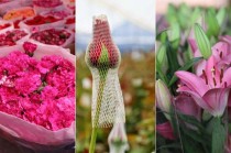 Las flores más vendidas en esta fecha son la rosa, el crisantemo y el clavel, así como la gerbera, lili y girasol, con las que adornan iglesias, parroquias, capillas y altares en las casas para conmemorar a la Virgen de Guadalupe.