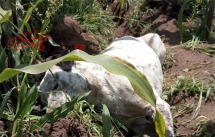 Inicia Propaem carpeta de investigación sobre perros envenenados en Nevado de Toluca