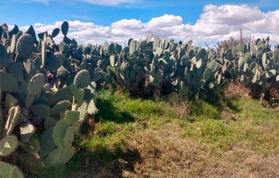 Encuentran a mujer muerta entre cultivo de nopales en Otumba