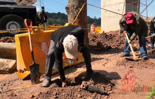 Reforestarán comuneros trayecto del Tren Interurbano México-Toluca