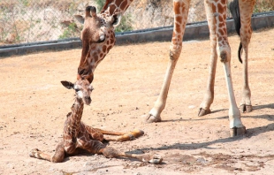 Nace jirafa en el Parque Ecológico Ehécatl de Ecatepec