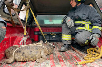 Elementos de dichas dependencias acudieron al sitio y confirmaron la presencia del ejemplar.