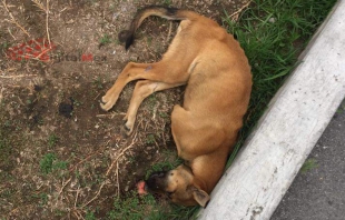 Matan a perros callejeros en Ocoyoacac, con comida envenenada