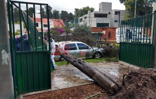 #Video: Aguacero tira árbol sobre Carranza en Toluca