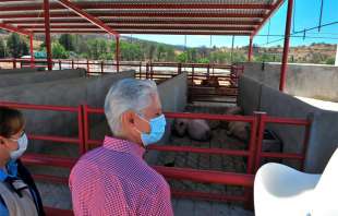 El Ejecutivo estatal dijo que el sacrificio de los animales será menos lastimoso
