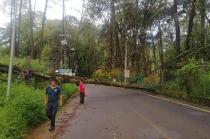 Árboles de gran tamaño cayeron sobre avenida Avándaro