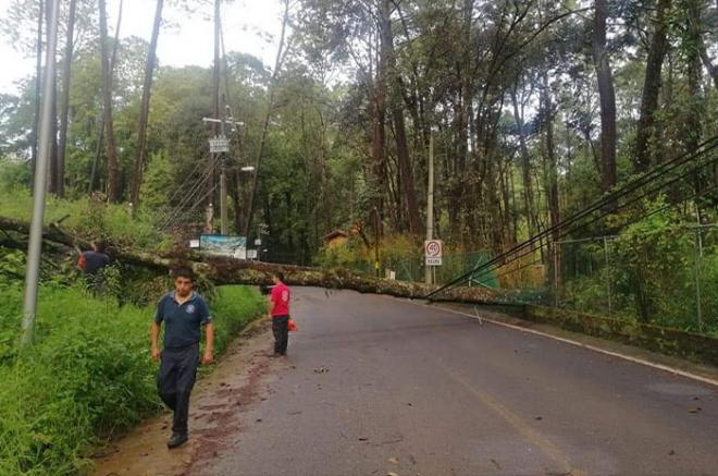 Árboles de gran tamaño cayeron sobre avenida Avándaro