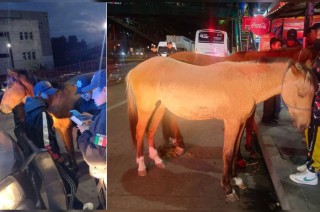 Policías de Tránsito se percataron de los equinos en las inmediaciones del DIF municipal y solicitaron el apoyo del agrupamiento de Caballería para ponerlos a salvo.