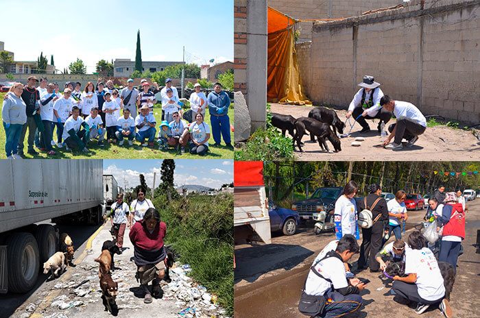 Entre los casos más complejos destacan animales con cáncer, tumores avanzados y enfermedades que requerían atención veterinaria urgente.