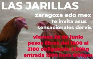 #Calimaya: Pretenden realizar pelea de gallos en plena contingencia