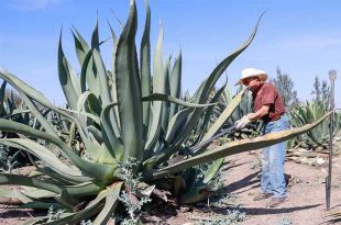 Maguey pulquero mexiquense