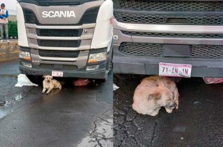 Perrito niega dejar a su dueño atropellado
