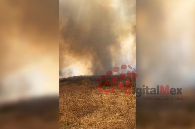 Según informes de la Protectora de los Bosques (Probosque), el incendio ya ha consumido aproximadamente 800 hectáreas, generando una grave crisis ambiental.