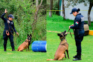 Video: Policías y lomitos del Edoméx inician entrenamiento para detectar drogas, explosivos y restos humanos
