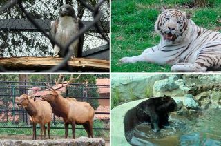 Un éxito Zoológico de Zacango