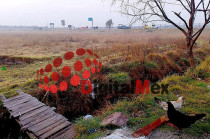 El cuerpo de un adulto mayor fue localizado sin vida en un terreno baldío a un costado del Libramiento Bicentenario.