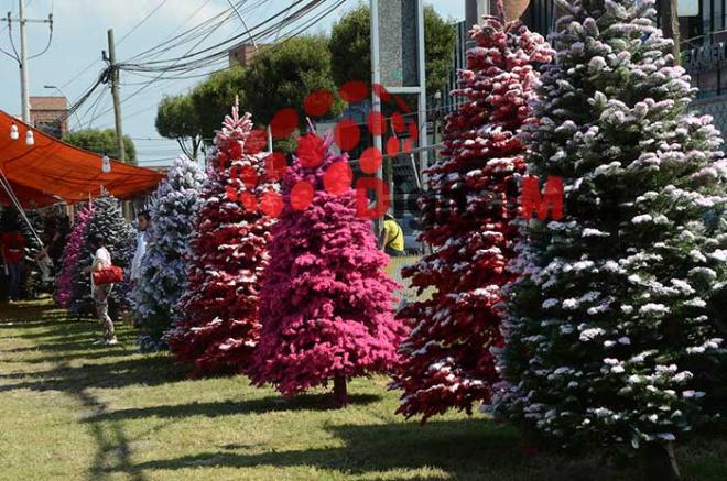 Edoméx con la mayor producción de árboles de navidad
