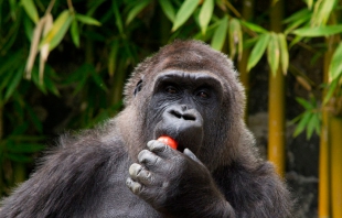 Muere gorila &quot;Arila&quot; en el parque ecológico Zacango