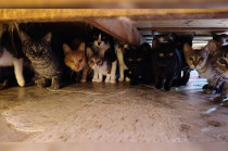 Los animales fueron trasladados en vehículos especializados a espacios seguros, donde reciben valoración veterinaria y atención médica.