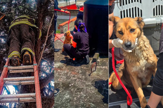 Ninguno de los animales presentó lesiones y todos fueron trasladados para su resguardo y valoración.