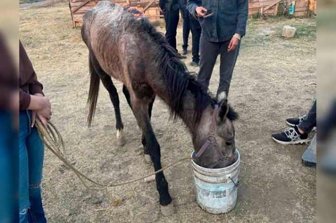 El animalito bebé presentaba un alto grado de desnutrición y heridas graves e infectadas.