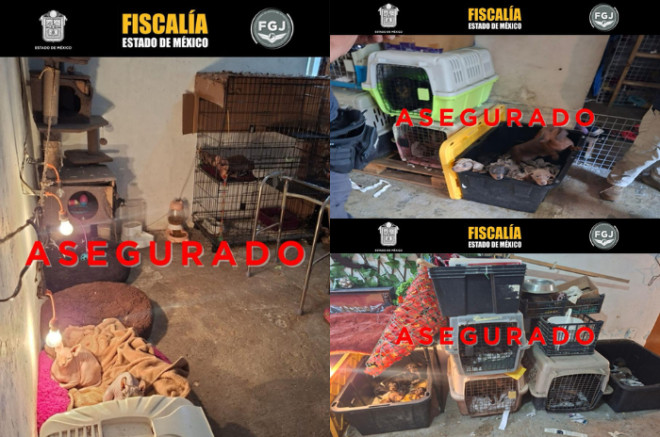 Animales asegurados durante un cateo realizado en el municipio de Tultepec