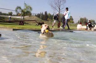 Los perros que tienen como característica la nariz chata son más propensos a sufrir golpes de calor.