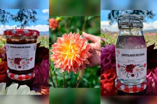 El género Dahlia está compuesto por 43 especies nativas de México