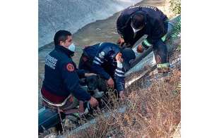 Escuadrón Canino de la Policía Municipal buscará integrarlo al equipo