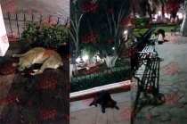 #Video: en Jilotepec, graban a perros callejeros envenenados