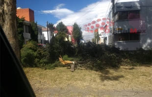 #Precaución: Fuertes vientos derriban árboles en #Toluca y #Metepec