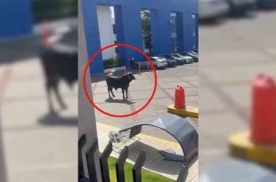 #Video: Toro irrumpe en Universidad La Salle, en #CDMX