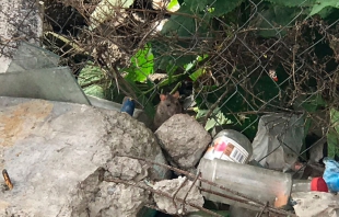 Denuncian vecinos plaga de ratas