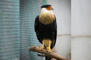 Ecatepec registra más de 270 especies de aves residentes y migratorias, con refugios naturales como la Sierra de Guadalupe, el cerro Ehécatl y el humedal El Caracol.