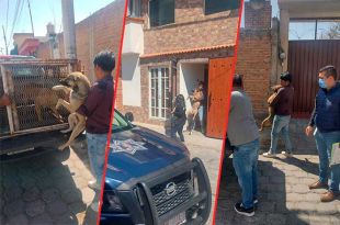 #Video: Ataque brutal de jauría de perros en #Metepec; ya fueron resguardados