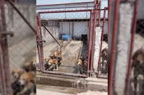 Los perros fueron hallados al interior de un verificentro en la colonia San Mateo, IV Sección.