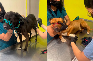 Tres presentan desnutrición grave y el pitbull de Cacalomacán tiene lesiones y problemas dermatológicos. 